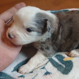 Thunder - Blue merle male Miniature Australian Shepherd puppy in Penn Valley, California from Ghostfire Mini Aussies