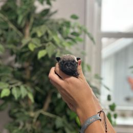 Boy 4 - Fawn male Pug puppy in New Haven, Indiana from Milan Pugs