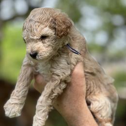 Blue - Apricot male Poodle puppy in Dallas, Texas from Infinity Poodles