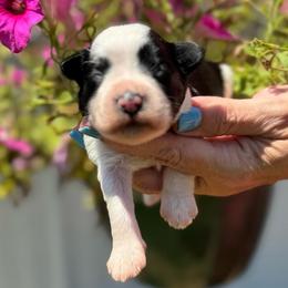 Cash - Blue Boy - Parti male Miniature Schnauzer puppy in Oneonta, Alabama from Murphree Valley Kennels