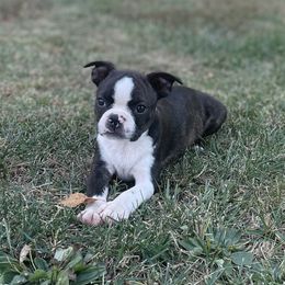Rick - Black brindle and white male Boston Terrier puppy in Fillmore, Illinois from Wind Hill Puppies