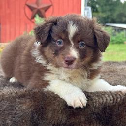 Apple - Red tri female Miniature Australian Shepherd puppy in Williamson County, Texas from Raising Star Ranch Toy and Mini Aussies