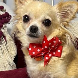 Debbie - Chihuahua