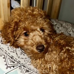 Harlow - Goldendoodle