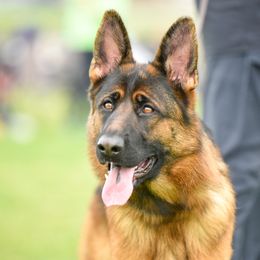 German Shepherds from Holtgrew