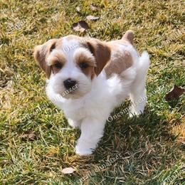 Rusty - Parti male Miniature Schnauzer puppy in Brigham, Utah from Onesmallschnauzer