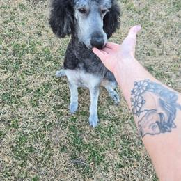 Gabby - Poodle