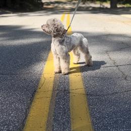 Old English Sheepdog, Poodle, Sheepadoodle, and Yorkipoo All Grown Up from Love Tallulah Sheepadoodles LLC