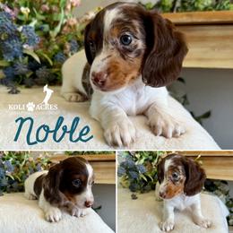 Noble - AKC - Chocolate and tan male Dachshund puppy in Kemp, Texas from Koli Acres