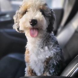 Mako - Aussiedoodle