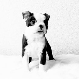 Boston Terrier and Italian Greyhound Puppies from 4Ever Boston Terriers & Italian Greyhounds