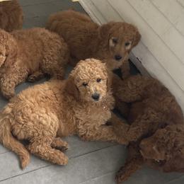 Assorted Doodle Crosses and Goldendoodles from Little Acre Doodles