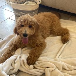 Peaches - Apricot female Goldendoodle puppy in Sugarcreek, Ohio from True Hearted Doodles