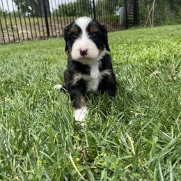 Mary (Teal) - Tri-color female Bernedoodle puppy in Casper, Wyoming from 307 Doodles