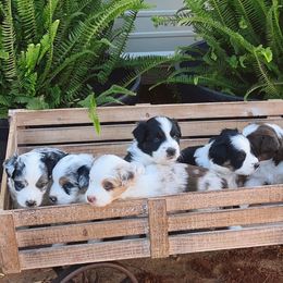 Australian Shepherds from TK Kennels
