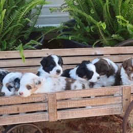 Australian Shepherds from TK Kennels