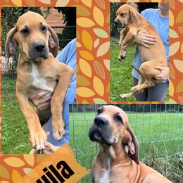 Tequila - Fawn female Great Dane puppy in Wellsville, New York from Prophecy Danes
