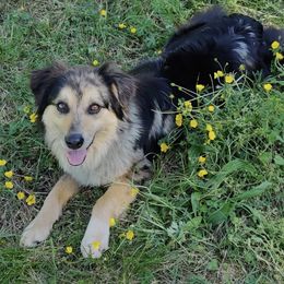 Australian Shepherd All Grown Up from Supernatural Aussies
