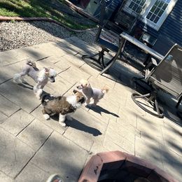 Chinese Crested Puppies from Ciao Bella Chinese Cresteds