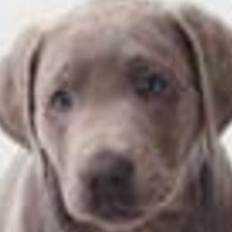 Dilute Retrievers and Labrador Retrievers from Labrador Retriever Puppies