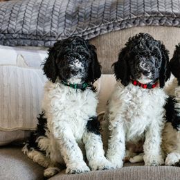 "Groot, Buster, & Spidey" Bearded Retriever, Bernedoodle, and Poodle Puppies from Doodle Belle Puppy