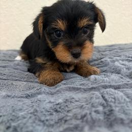 Petunia - Black and tan female Yorkshire Terrier puppy in Malvern, Arkansas from Sweet as dessert puppies