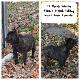 French Bulldog puppies from Azaleas Euro Boxers & Boston Terriers
