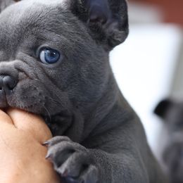 French Bulldog Puppies from Moss Frenchie's Home