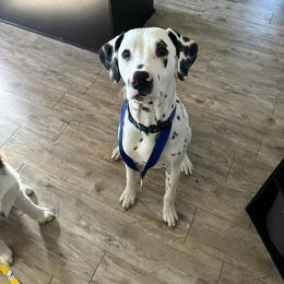 Dalmatian All Grown Up from Rosais Acres LLC