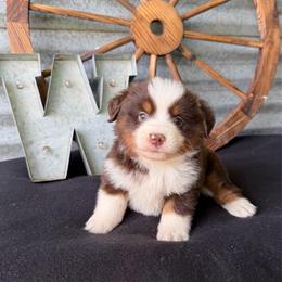 Venti - Red tri female Miniature Australian Shepherd puppy in Checotah, Oklahoma from Wild Outlaw Aussies