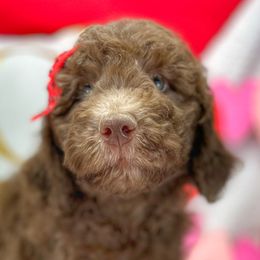 Girl 4 - Aussiedoodle puppy in Leitchfield, Kentucky from Salt River Kennels