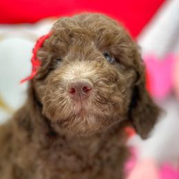 Girl 4 - Aussiedoodle puppy in Leitchfield, Kentucky from Salt River Kennels