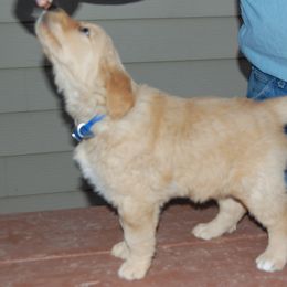 Golden Retriever Puppies from High Plains Goldens