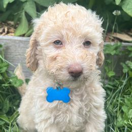 Boy 1 - Bernedoodle puppy in Sandy, Oregon from MC Doodles