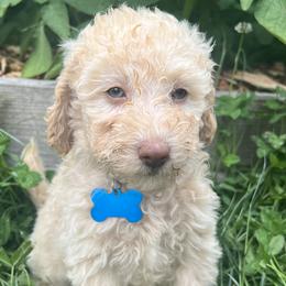 Boy 1 - Bernedoodle puppy in Sandy, Oregon from MC Doodles