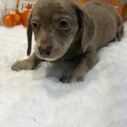 Rusty - Dapple male Dachshund puppy in Mansfield, Missouri from Owens Farm