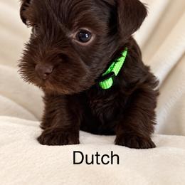 Dutch - Liver male Miniature Schnauzer puppy in Bennington, Oklahoma from Always Blessed Miniature Schnauzers