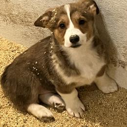 Boy 2 - Sable male Pembroke Welsh Corgi puppy in Saylorsburg, Pennsylvania from Dunnideer Farm