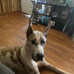 Great Dane All Grown Up from QC MOSS DANES