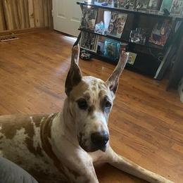 Great Dane All Grown Up from QC MOSS DANES