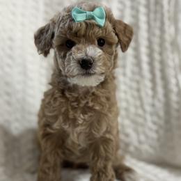 Mint - Cream female Poodle puppy in Twin Lake, Michigan from Paige's Poodles