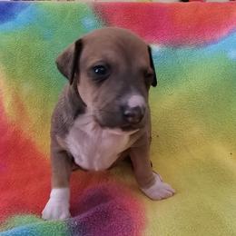 Black mask red - Red male Italian Greyhound puppy in Phillips, Maine from Maplewood Italian Greyhounds