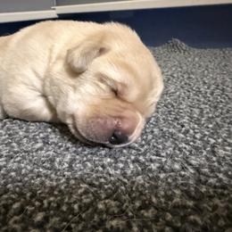 Boy 1 - Yellow male Labrador Retriever puppy in Hinesburg, Vermont from Maple Labradors