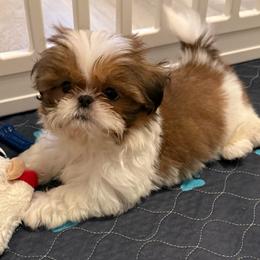 Dexter - Red and white male Shih Tzu puppy in Galveston, Texas from 🌗 New Moon Shih Tzu 🌗