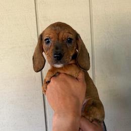 Pearl - Black and tan female Dachshund puppy in Nuevo, California from Weenie Hut Jrs