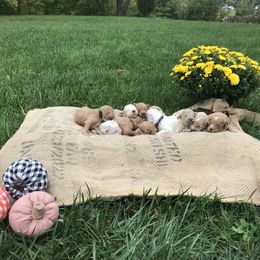 Australian Labradoodle Puppies from Wild Daisy Labradoodles