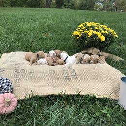 Australian Labradoodle Puppies from Wild Daisy Labradoodles