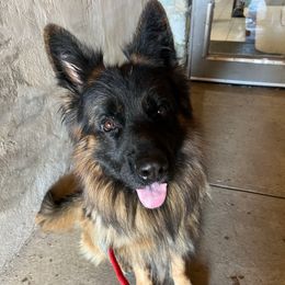 Ozzy - German Shepherd