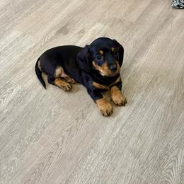 Tan collar girl - Black and tan female Dachshund puppy in Centralia, Washington from FairyTail Dachshunds