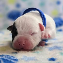 Fudge - White male American Bulldog puppy in Three Rivers, Michigan from Jemms Kennels
